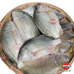 Organika BD Fresh Datina Fish (Silver Seabream) Whole | অর্গানিকা বিডি ফ্রেশ তাজা দাতিনা মাছ
