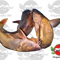 Organika BD Fresh Charkhoda Fish (River Catfish) | অর্গানিকা বিডি তাজা নদীর চরখোদা মাছ