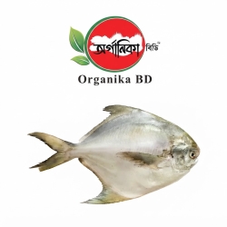 Fresh Sea Rupchanda Fish (Pomfret) | তাজা সামুদ্রিক রূপচাঁদা মাছ