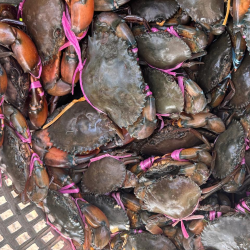 Ready to Cook Hardshell Crab - Cleaned &amp;amp;amp;amp;amp; Cut Pieces | রেডি টু কুক হার্ডশেল কাঁকড়া - পরিচ্ছন্ন ও খণ্ড করা