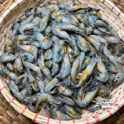 Deshi Dima Chingri (Egg-Bearing Prawns)  দেশি ডিম চিংড়ি