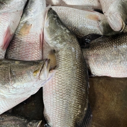 Fresh Bhetki Fish (Koral Mach) |  ফ্রেশ ভেটকি (কোরাল) মাছ
