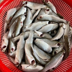 Fresh Paissa Fish (পাইশা মাছ) | দেশি তাজা পাইশা মাছ