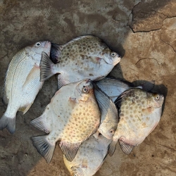 Paira Fish (Spotted Scat) Whole | পায়রা মাছ (চিত্রা/পায়রা মাছ)
