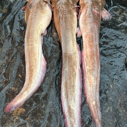 Fresh Kain Fish (কাইন মাছ) – Naturally Sourced River Fish
