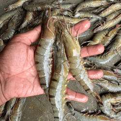 Fresh Bagda Chingri (Tiger Prawns)- প্রাকৃতিক বাগদা চিংড়ি- ১ কেজি (৩০-৪০ পিছ)