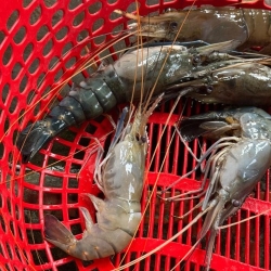 Fresh Golda Chingri (Giant Freshwater Prawn)- তাজা গলদা চিংড়ি- ১ কেজি (২০-৩০ পিছ)