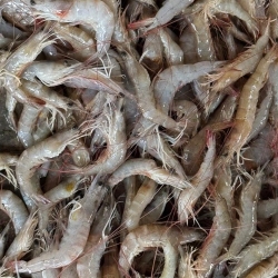 Fresh Horina Chingri (Brown Shrimp)- তরতাজা হরিণা চিংড়ি- ১ কেজি (৫০-৫৫ পিছ)