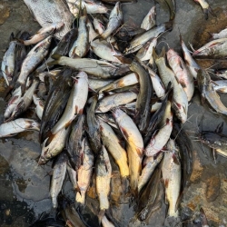 Fresh Tengra Fish- তাজা টেংরা মাছ- ১ কেজি (১৫-২০ পিছ)